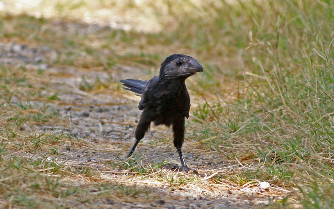 Groove-billed Ani - ML127267441