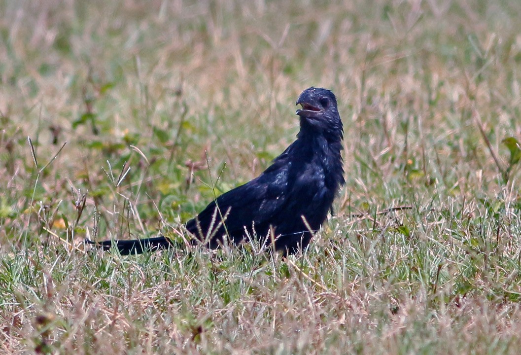 Groove-billed Ani - ML127267461