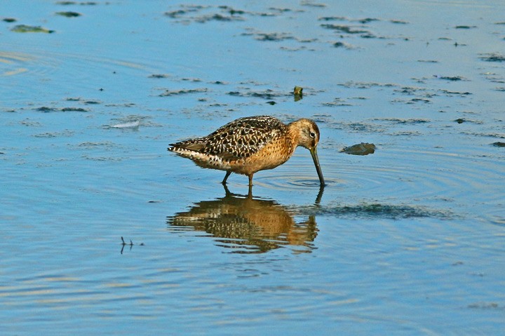 Short-billed Dowitcher - Kris Petersen