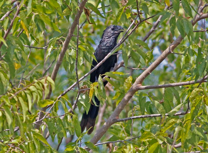 Groove-billed Ani - ML127268871