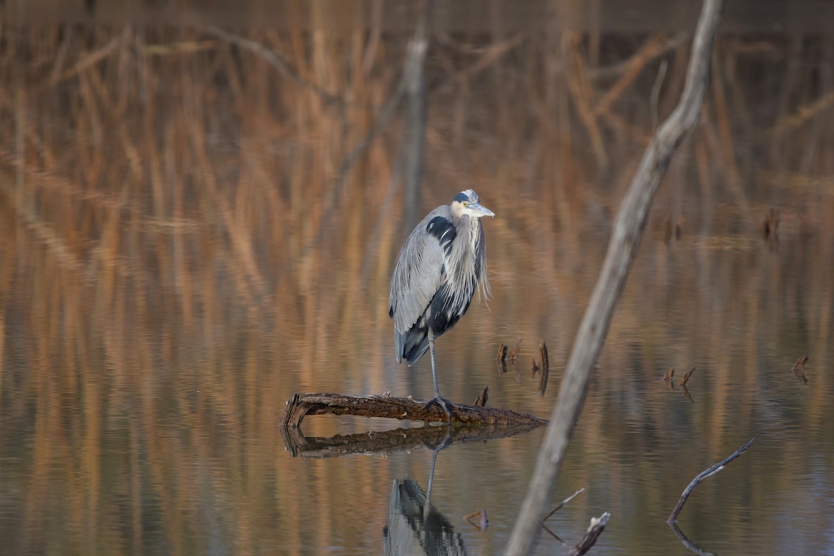 Great Blue Heron - Liz buck