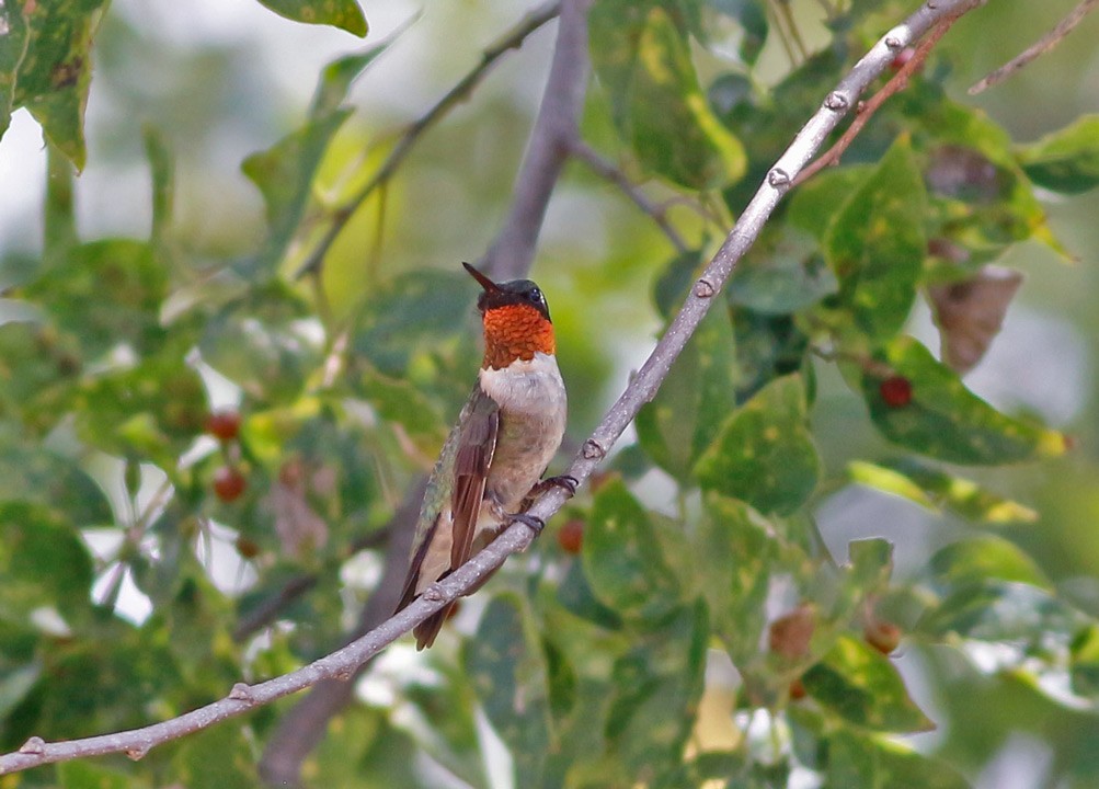 Ruby-throated Hummingbird - Kris Petersen