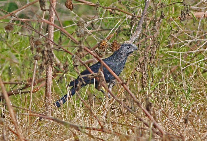 Groove-billed Ani - ML127270101