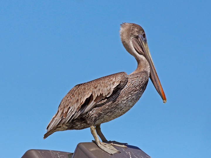 Brown Pelican - ML127270311