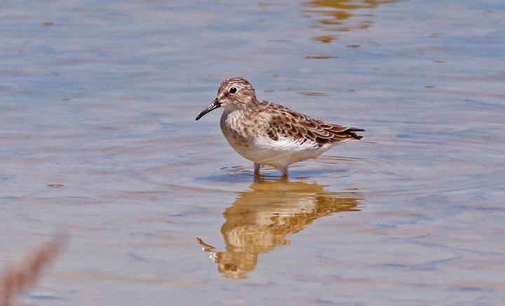 pygmésnipe - ML127270331