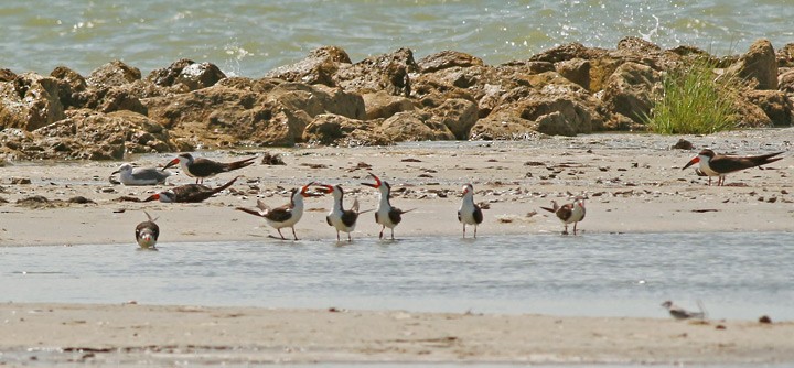 Black Skimmer - ML127270361