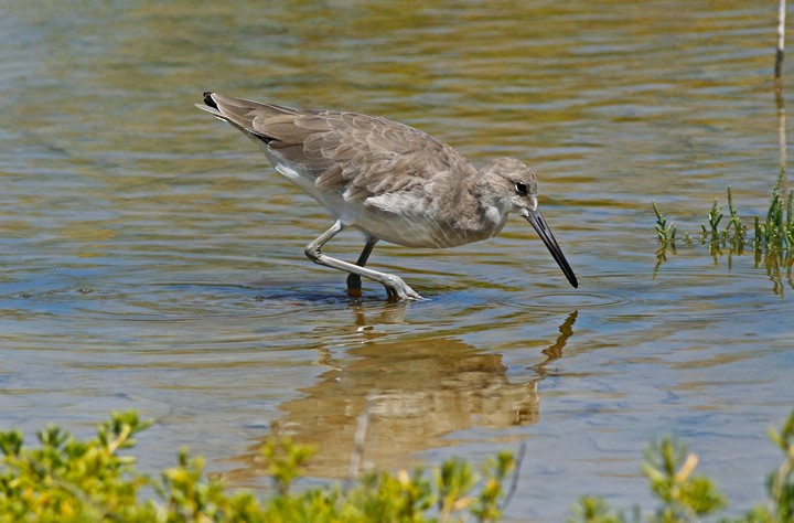 Willet - ML127270461