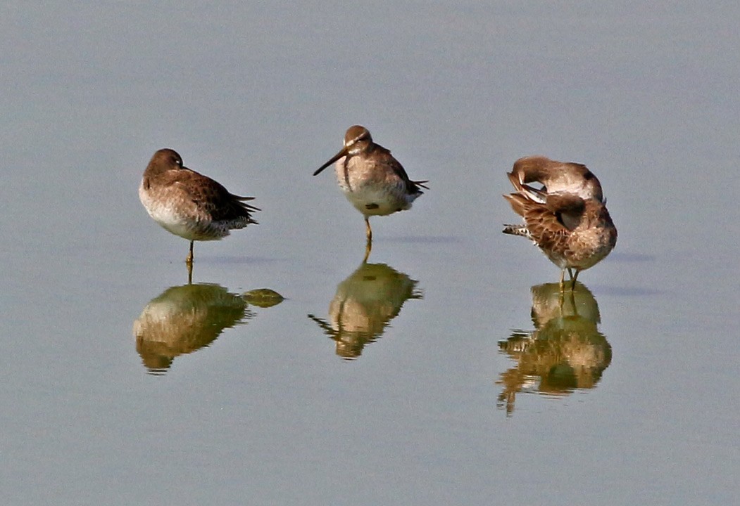 Long-billed Dowitcher - Kris Petersen