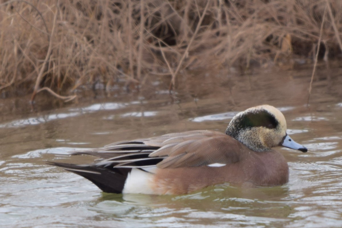 American Wigeon - ML127271331