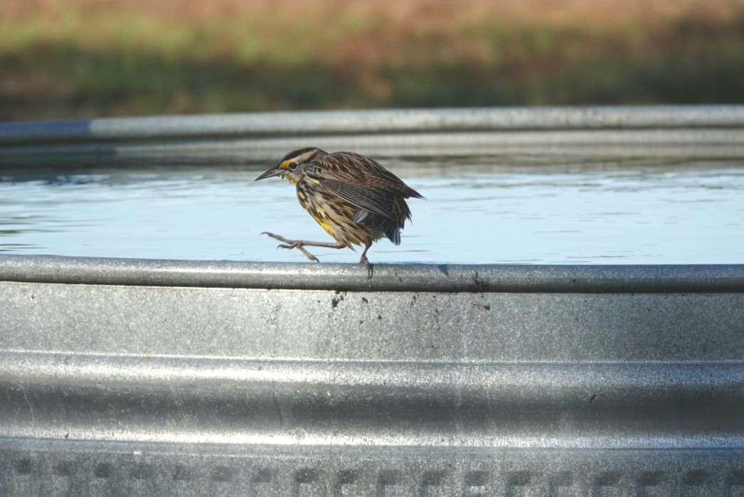 Eastern Meadowlark - ML127271491