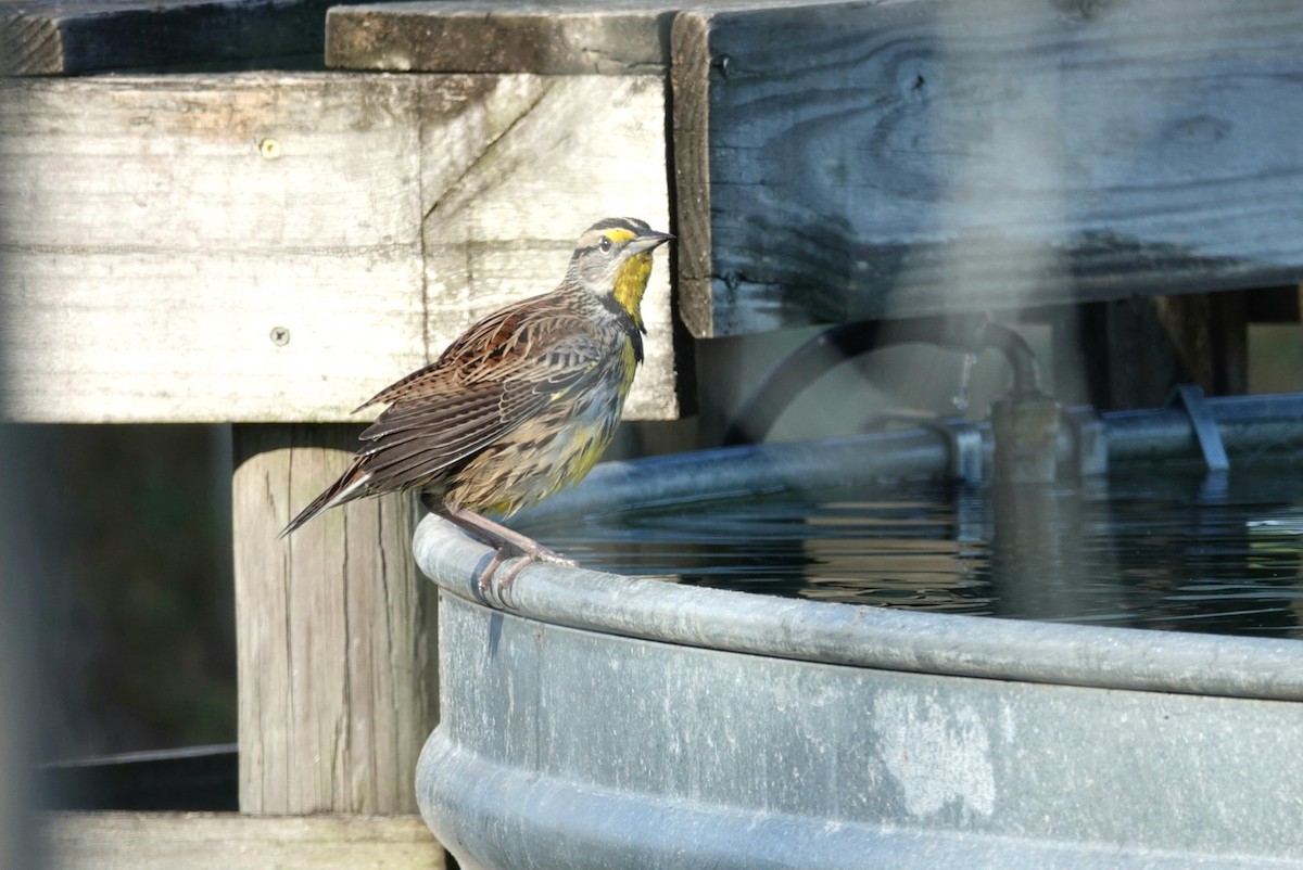 Eastern Meadowlark - ML127271801