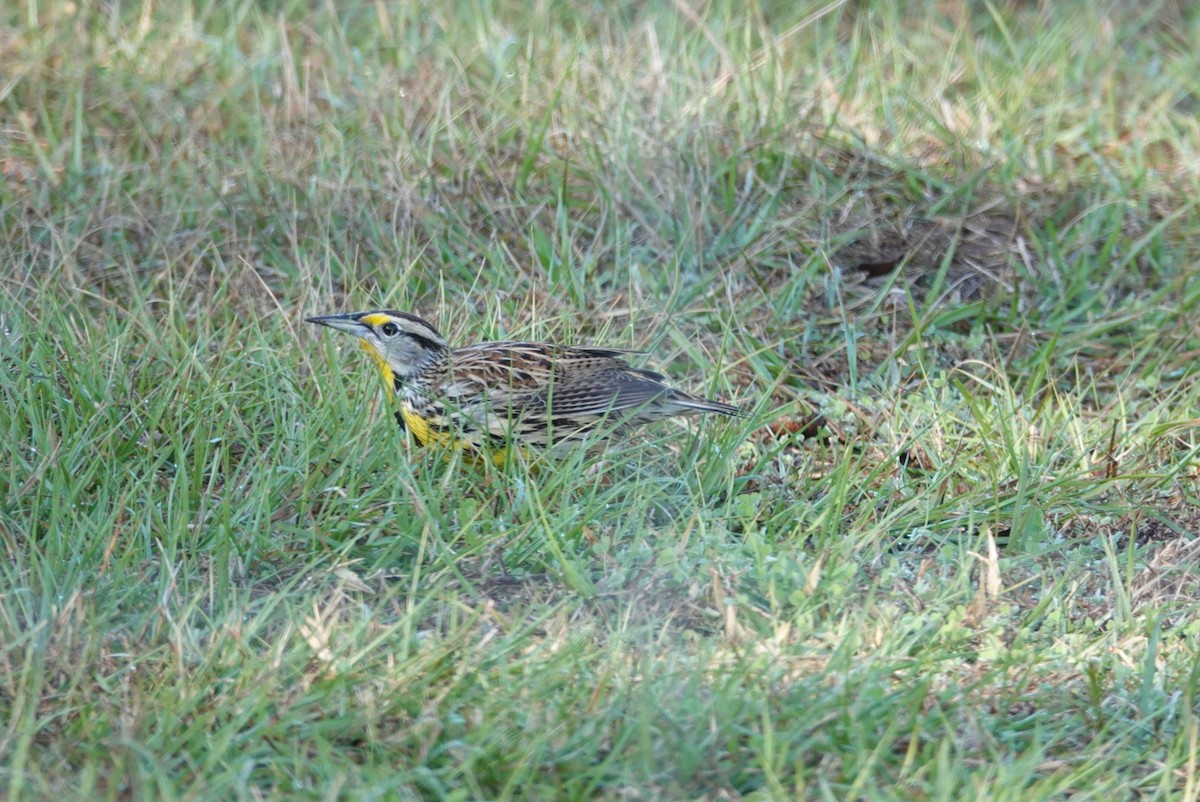 Eastern Meadowlark - ML127271871