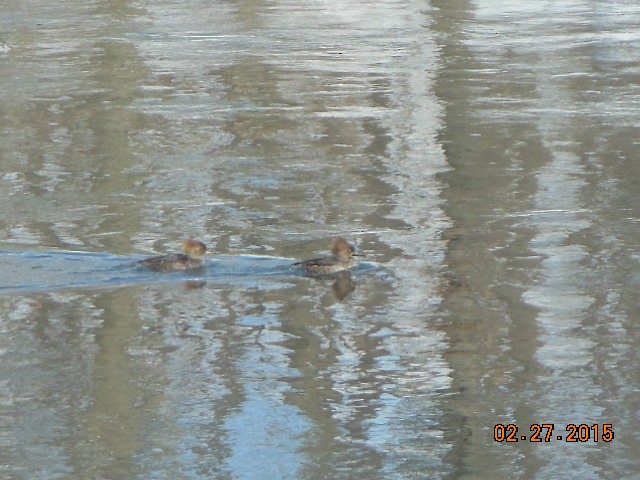 Hooded Merganser - ML127274351