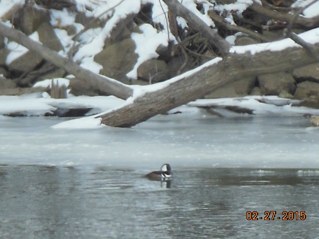 Hooded Merganser - ML127274361