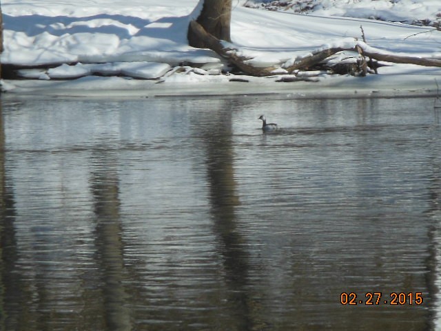 Horned Grebe - ML127274391