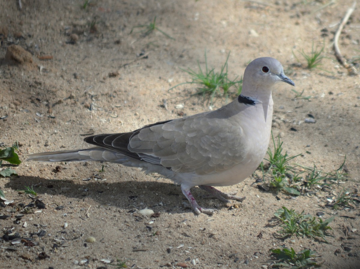 Eurasian Collared-Dove - Andy Gilbert