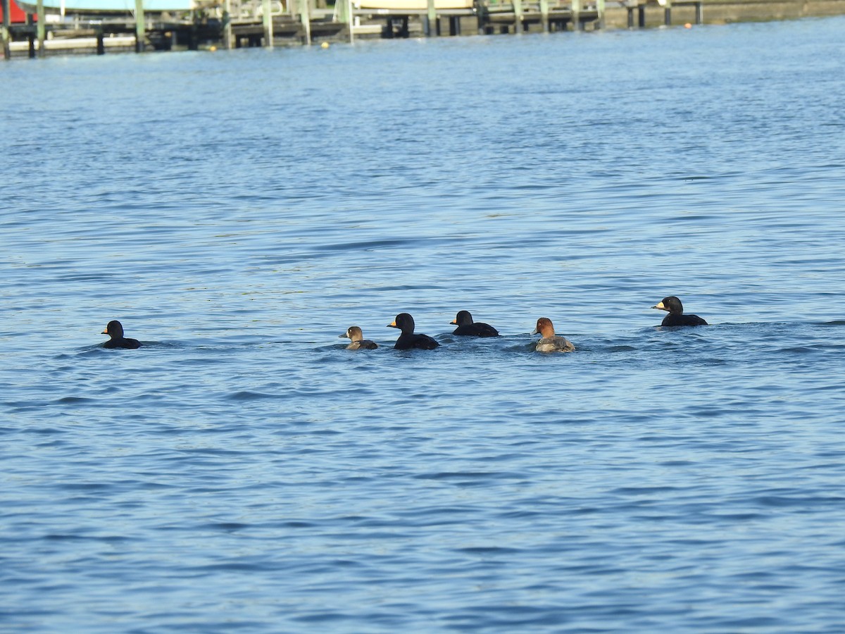 Black Scoter - ML127279791