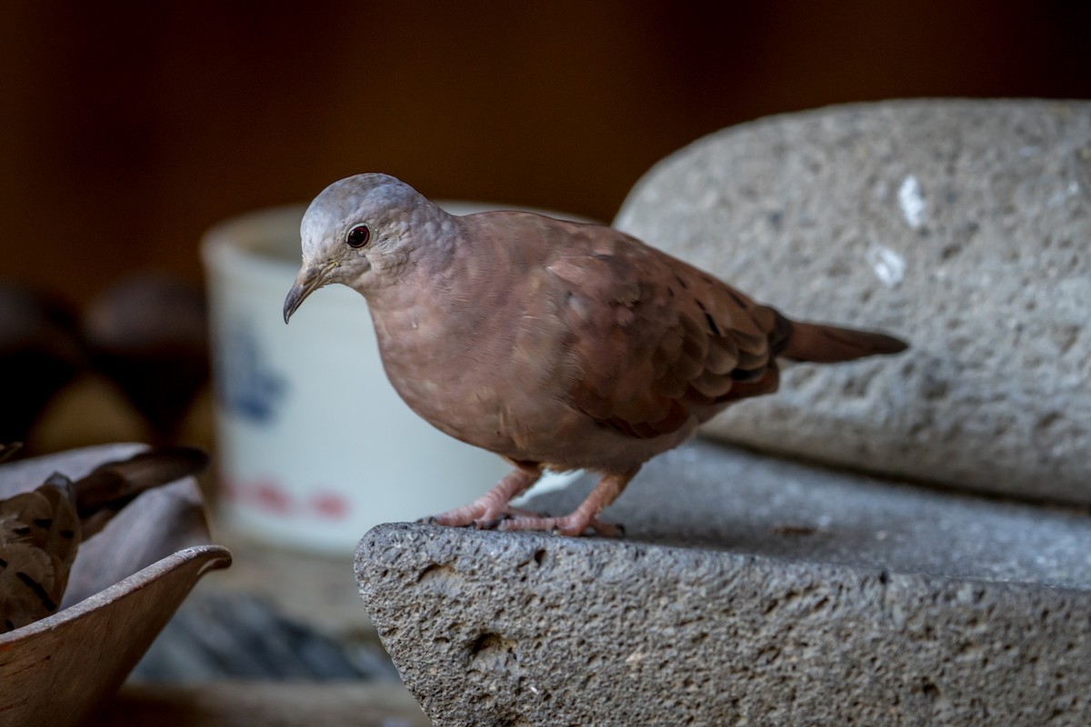 Ruddy Ground Dove - ML127281831