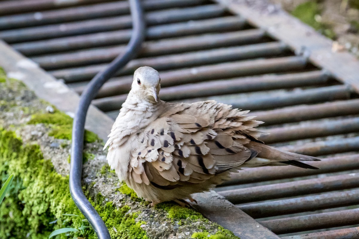 Ruddy Ground Dove - ML127281841