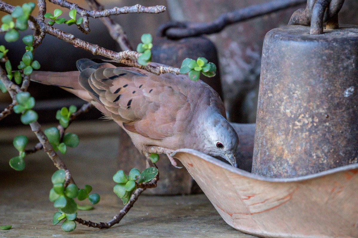 Ruddy Ground Dove - ML127281861