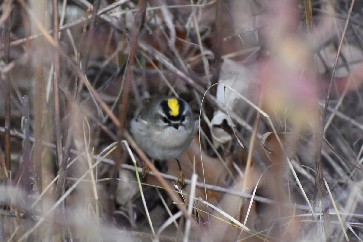 Golden-crowned Kinglet - ML127282591