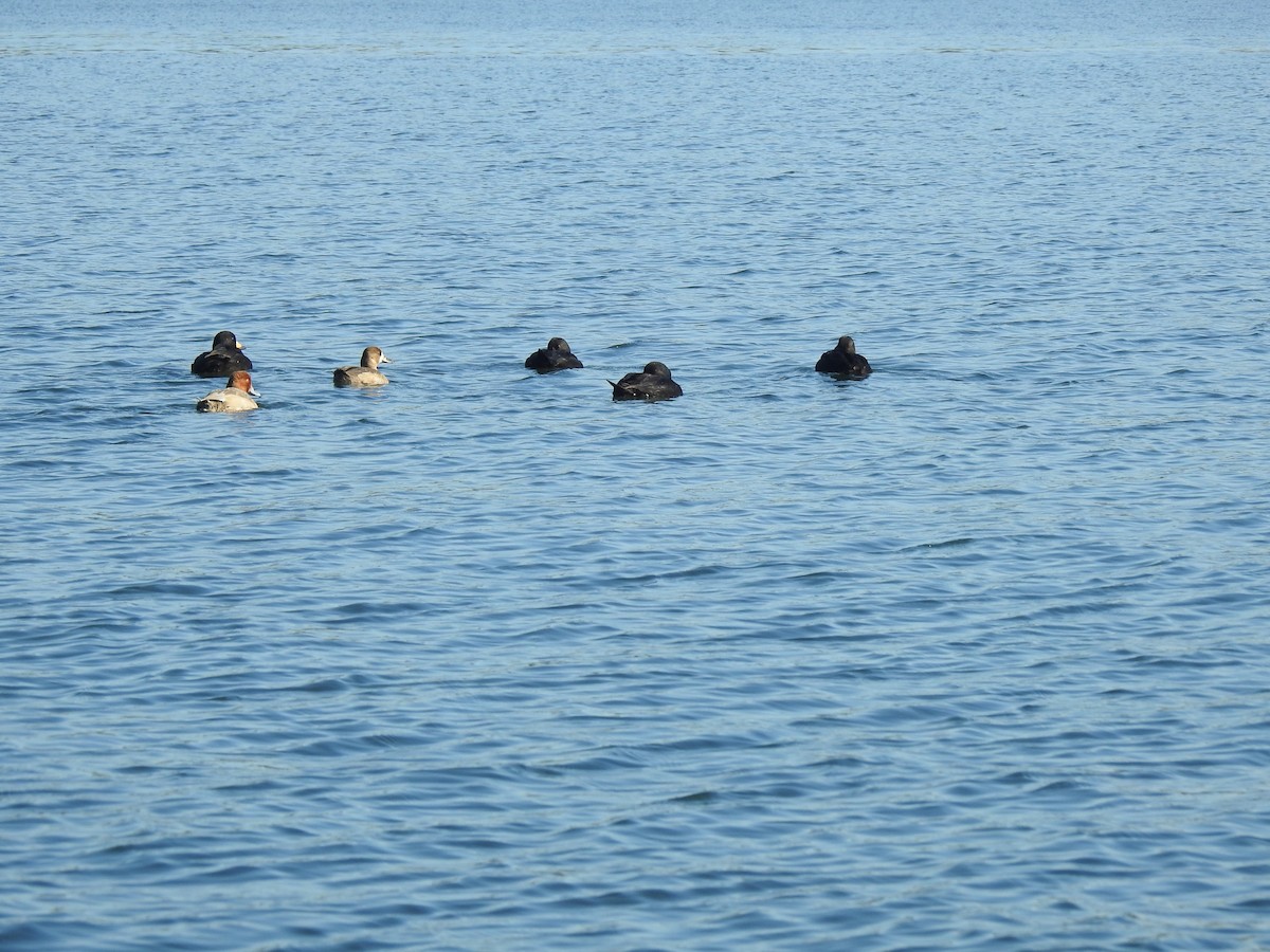 Greater Scaup - ML127283551