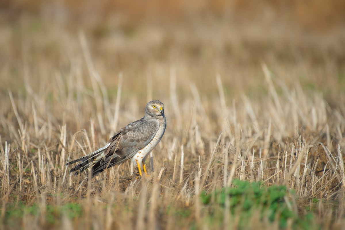 Northern Harrier - ML127284351