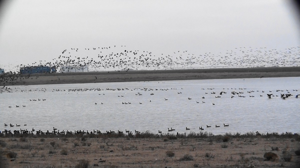 Canada Goose - ML127284481