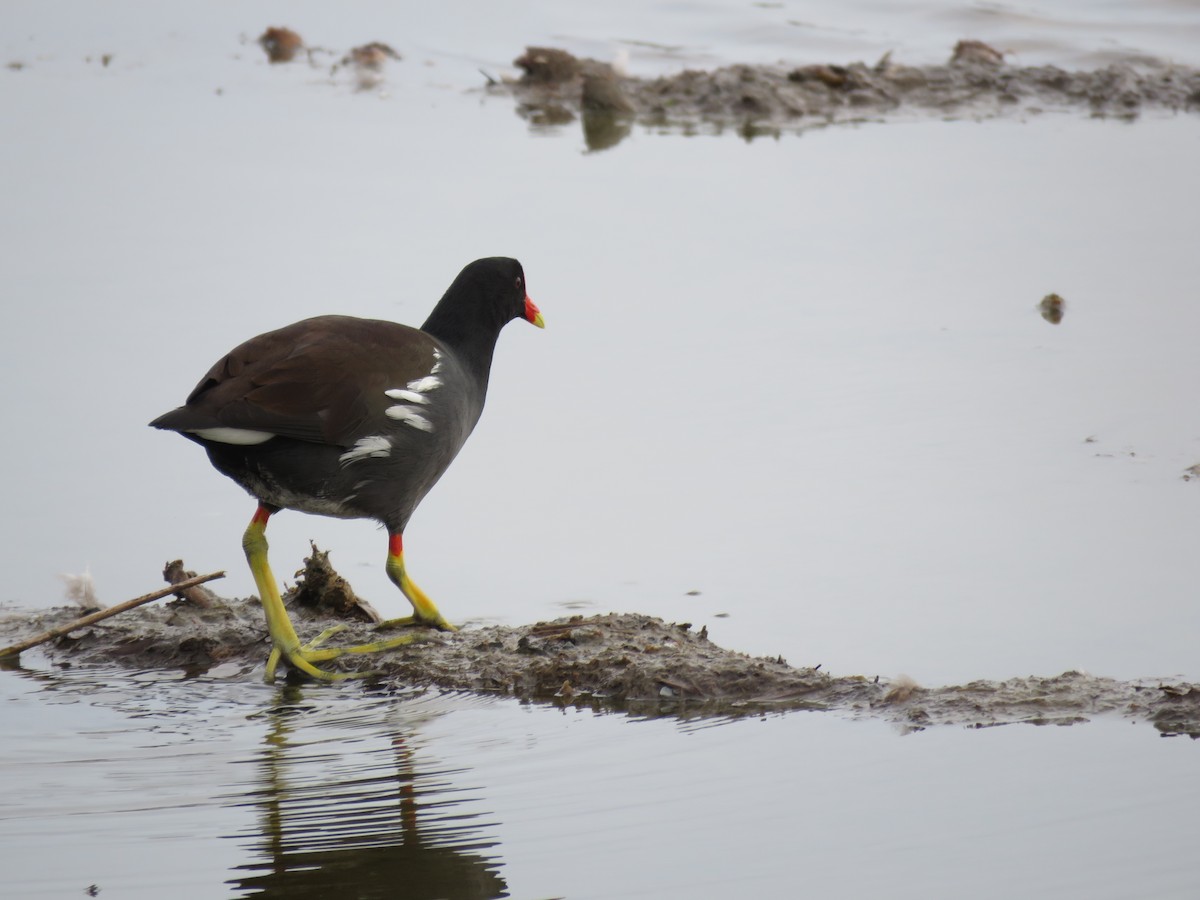 Common Gallinule - Andrea MacLeod