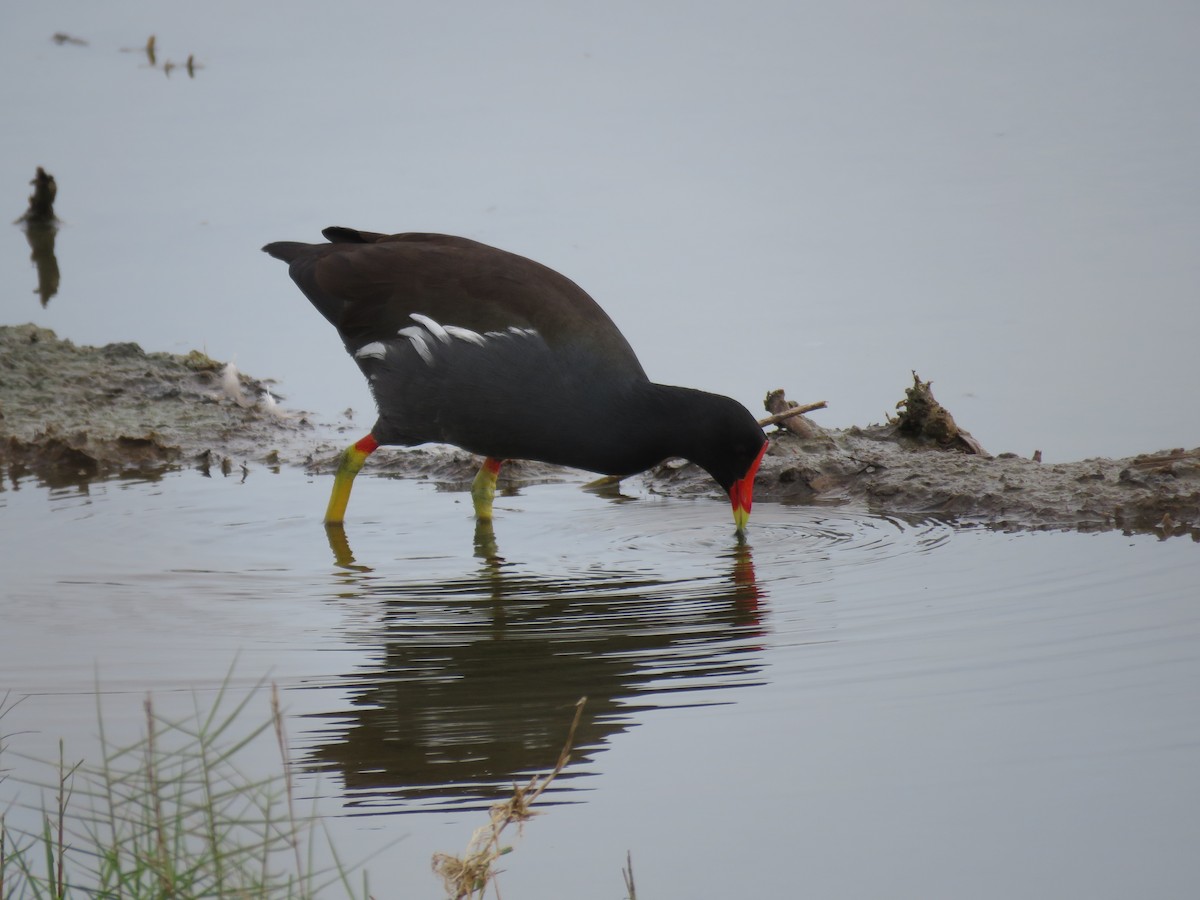 Common Gallinule - ML127284871