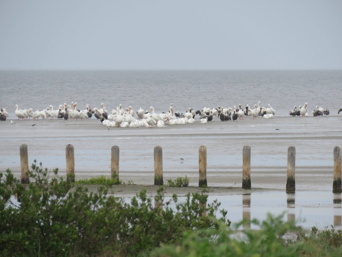 American White Pelican - ML127284941