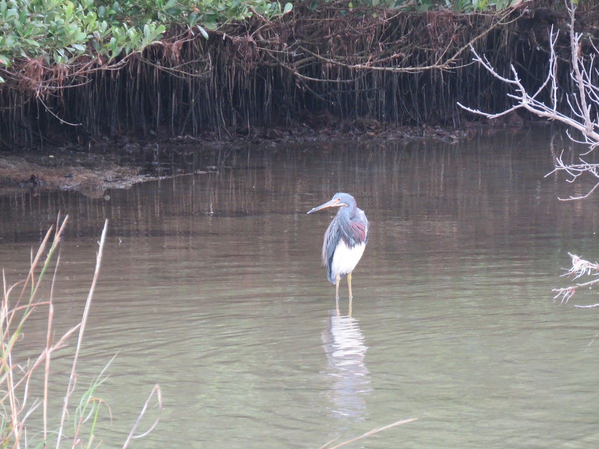 Tricolored Heron - ML127285151