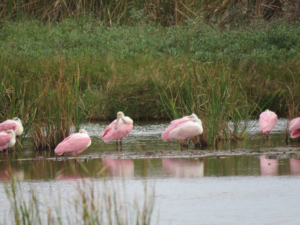 Roseate Spoonbill - ML127285211