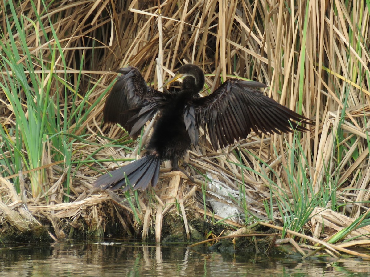 Anhinga - ML127285561