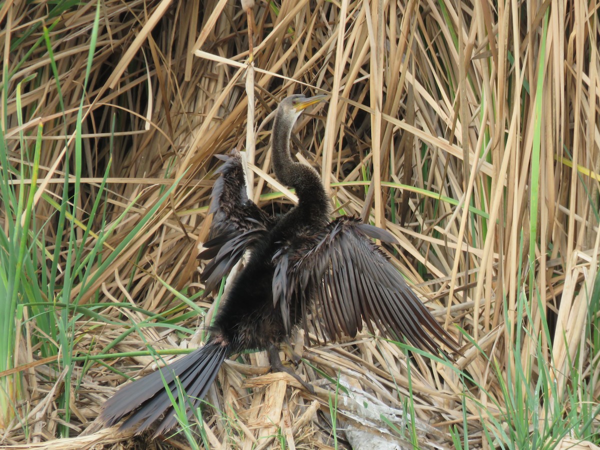 Anhinga - ML127285621