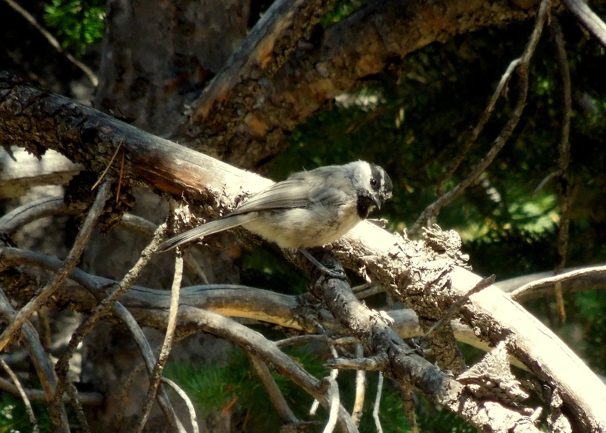 Mountain Chickadee - ML127286071