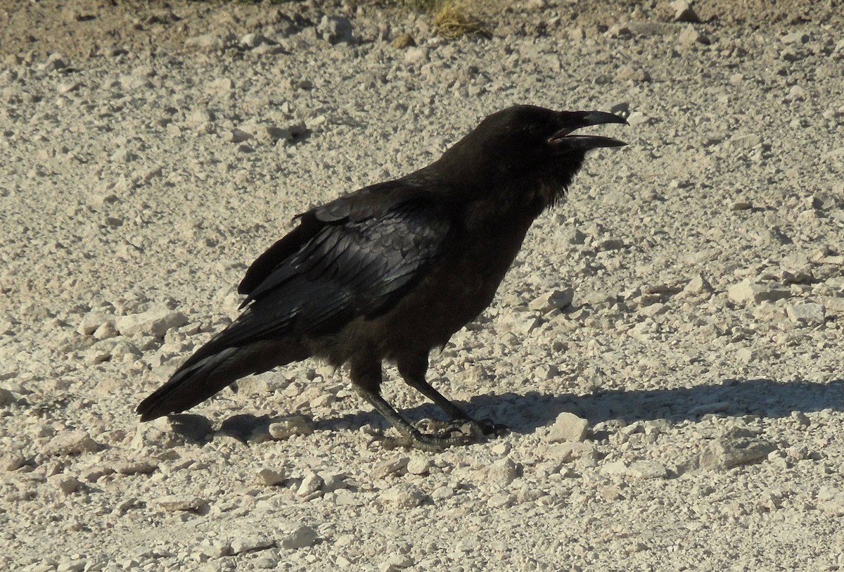 Common Raven - Andy Gilbert
