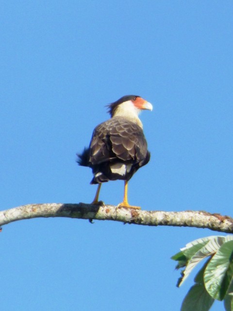 Crested Caracara (Southern) - ML127287461