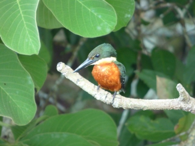 Green-and-rufous Kingfisher - Damián Rumiz