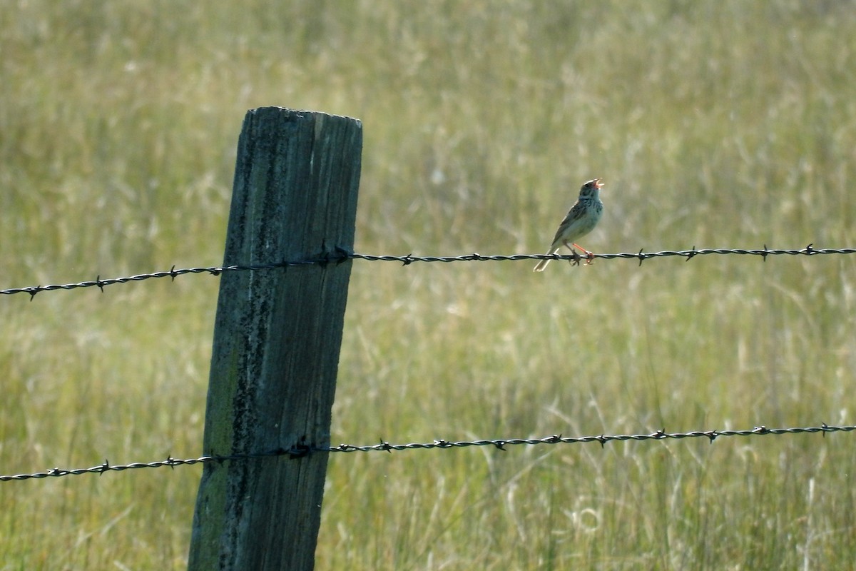 Baird's Sparrow - ML127289271