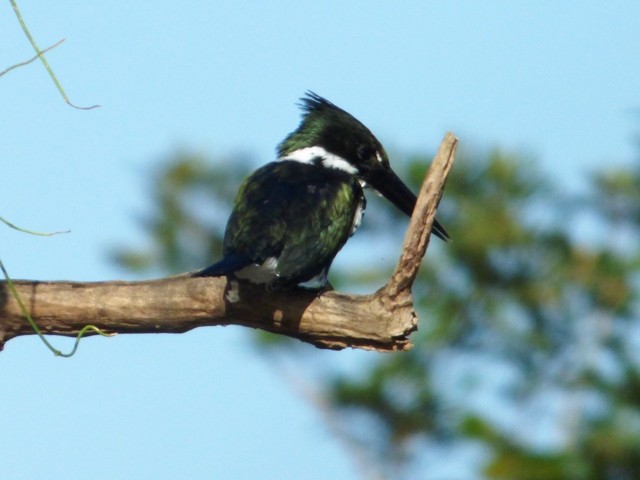 Amazon Kingfisher - ML127289681