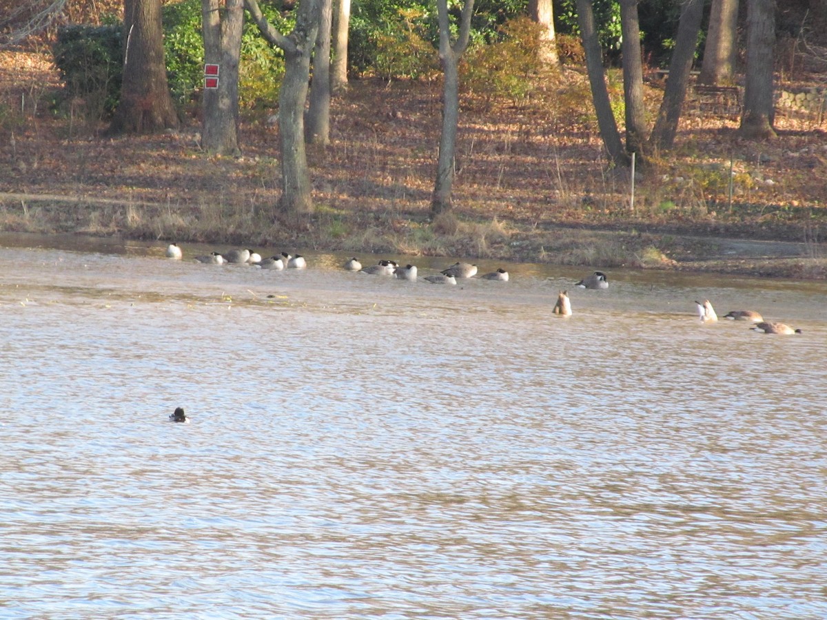 Kanadagans - ML127289891