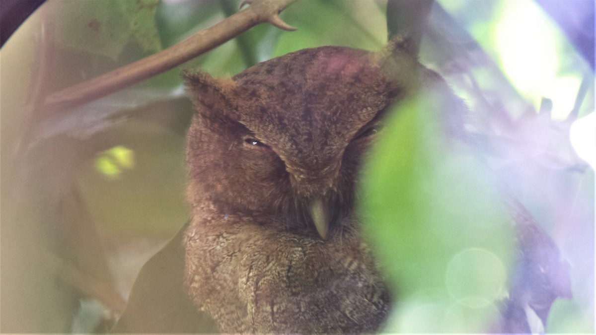 Middle American Screech-Owl - ML127290831