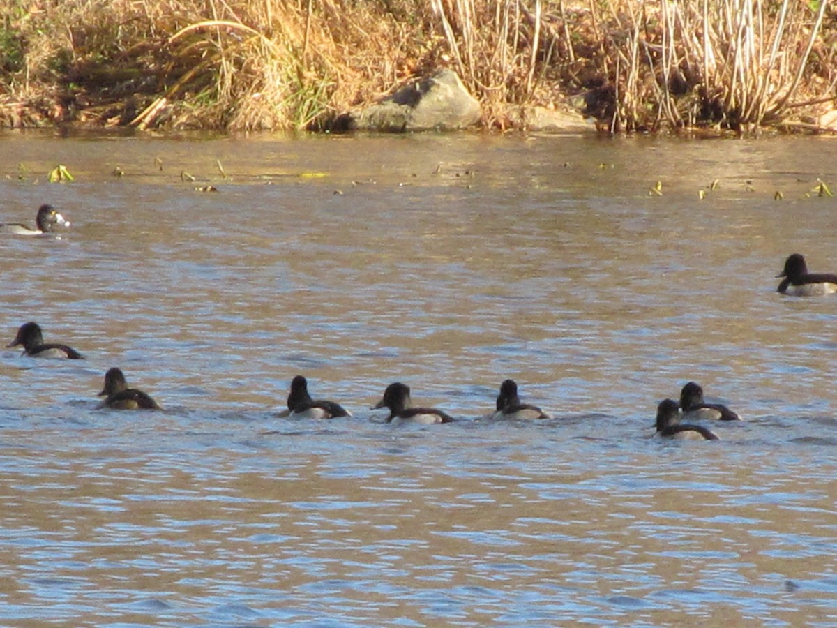 Ring-necked Duck - ML127291851