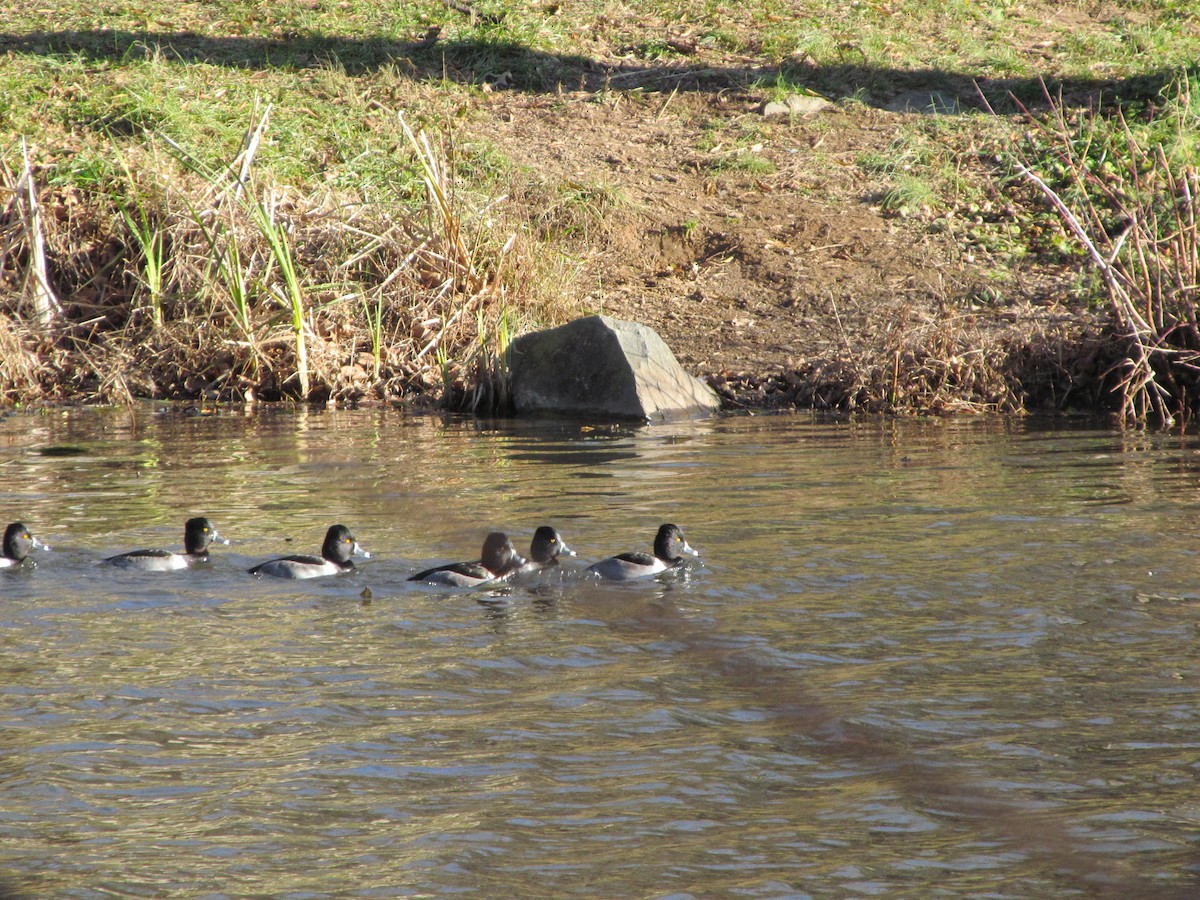 Ring-necked Duck - ML127292131