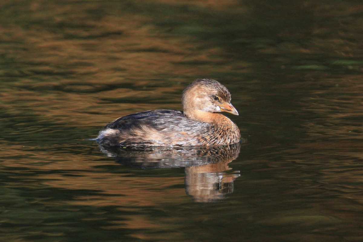 Pied-billed Grebe - Timothy P. Jones