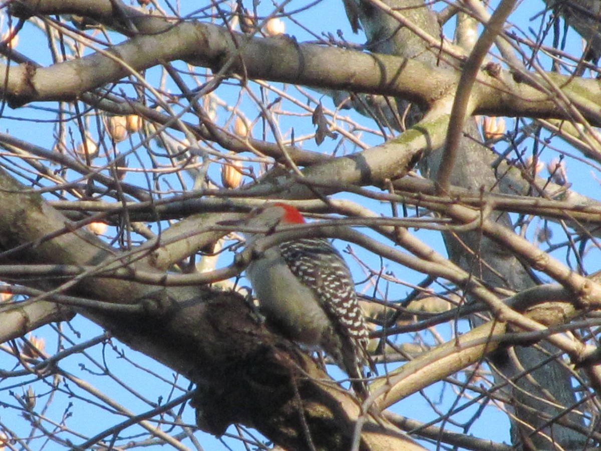 Red-bellied Woodpecker - Colleen Beaty
