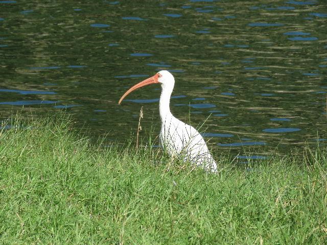 White Ibis - Roy E. Peterson