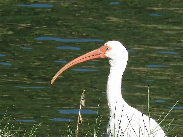 White Ibis - ML127294171