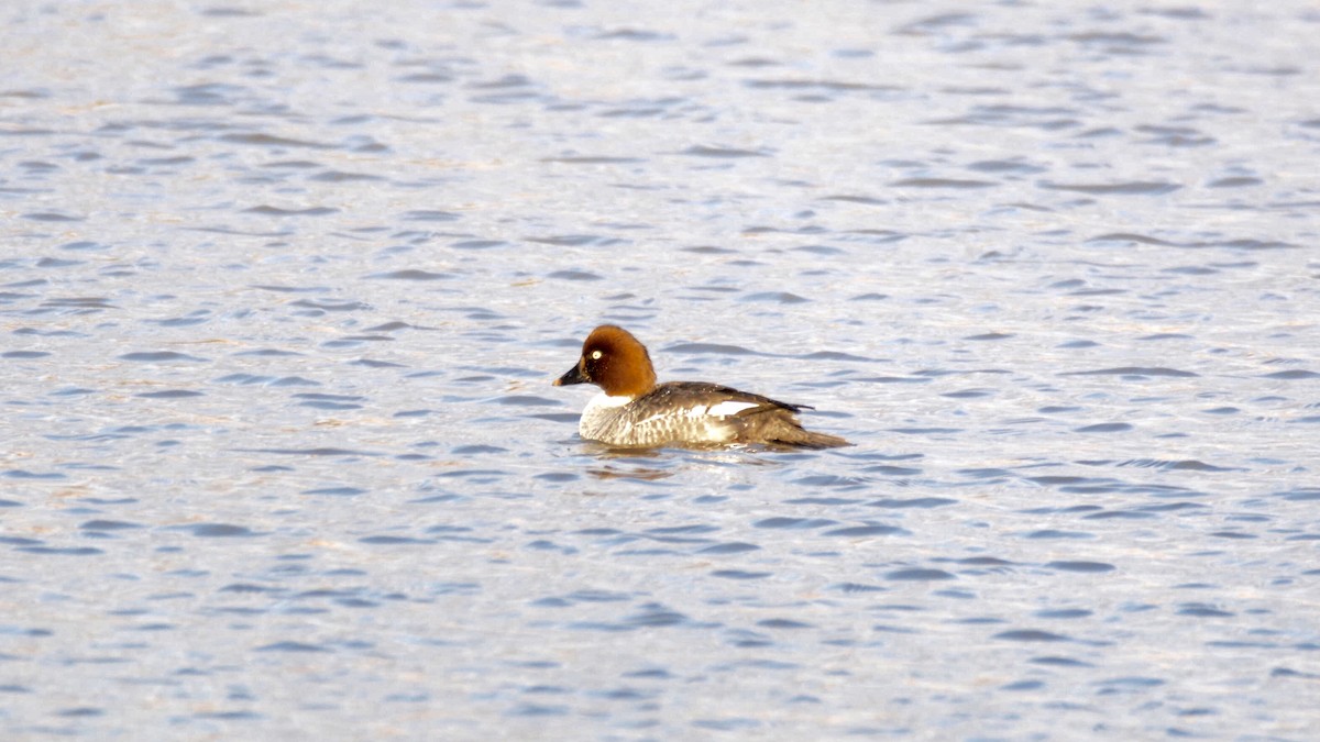 Common Goldeneye - Chad Hutchinson